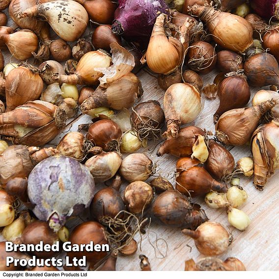 161 Summer Saver Bulb Collection