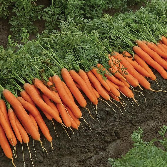 Carrot 'Berlicum' - Organic Seeds