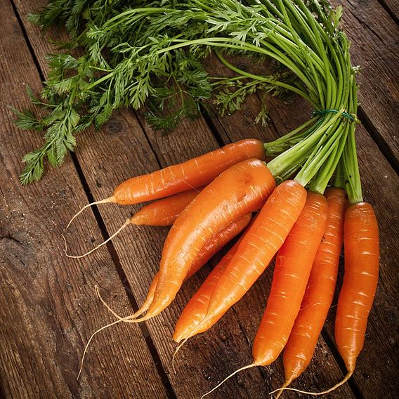 Carrot Nantes 2 (Organic) Seeds