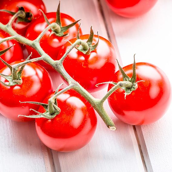 Tomato 'Crimson Cherry' (Grafted)