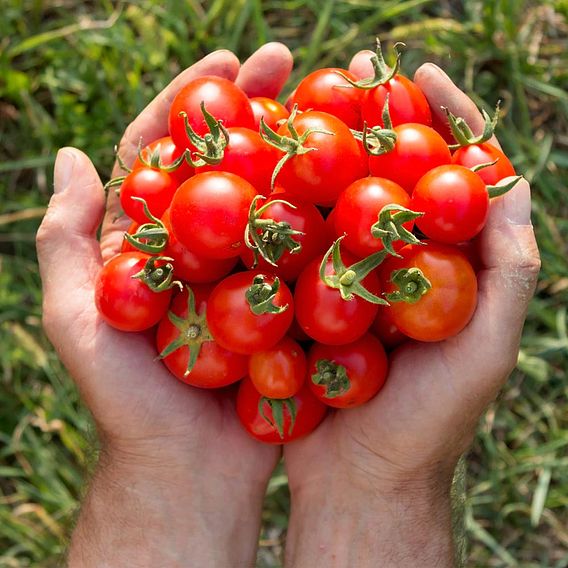 Tomato Gardener's Delight (Grafted)