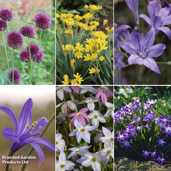Fantastic Spring Flowering Mix