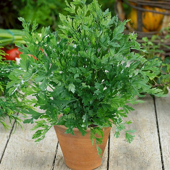 Parsley (Flat leaved)