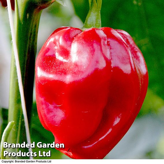 Chilli Pepper 'Habanero' (Organic) Seeds