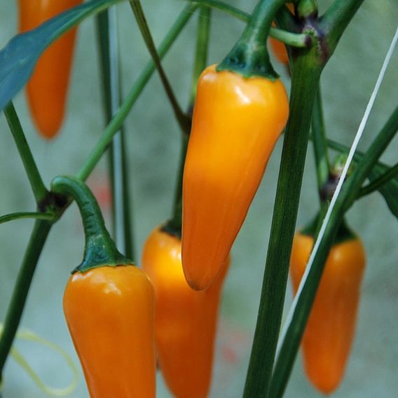 Chilli Pepper 'Golden Jalapeno'