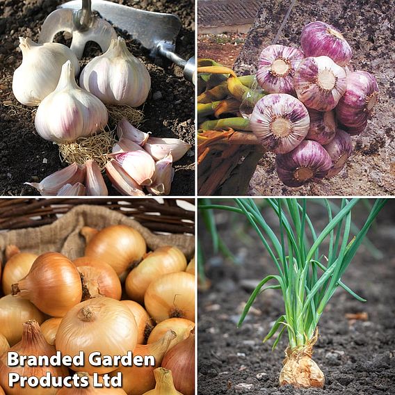 Bumper Autumn Planting Collection - Onion/Shallot/Garlic