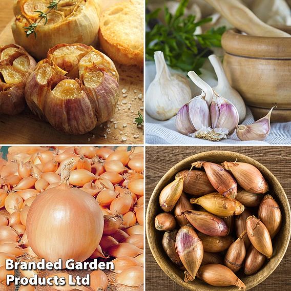 Bumper Autumn Planting Collection - Onion/Shallot/Garlic