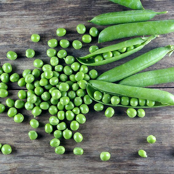 Pea 'Kelvedon Wonder' - Organic Seeds