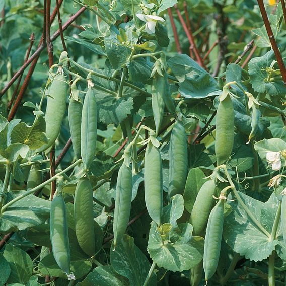 Pea 'Kelvedon Wonder' - Organic Seeds