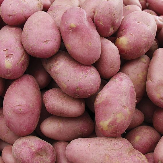Seed Potatoes - Desiree