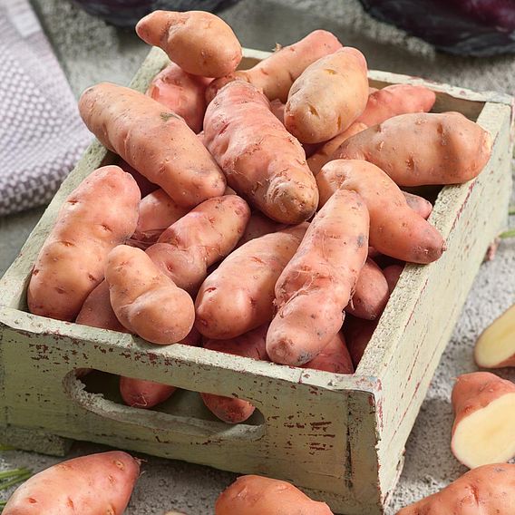Seed Potatoes - Pink Fir Apple
