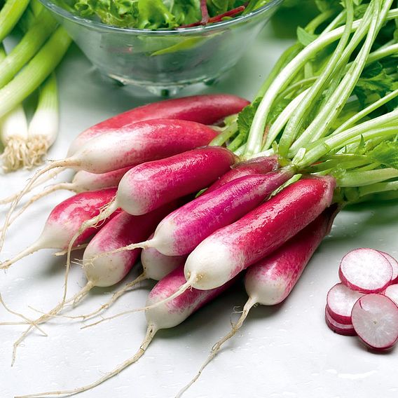 Radish 'French Breakfast' - Organic Seeds