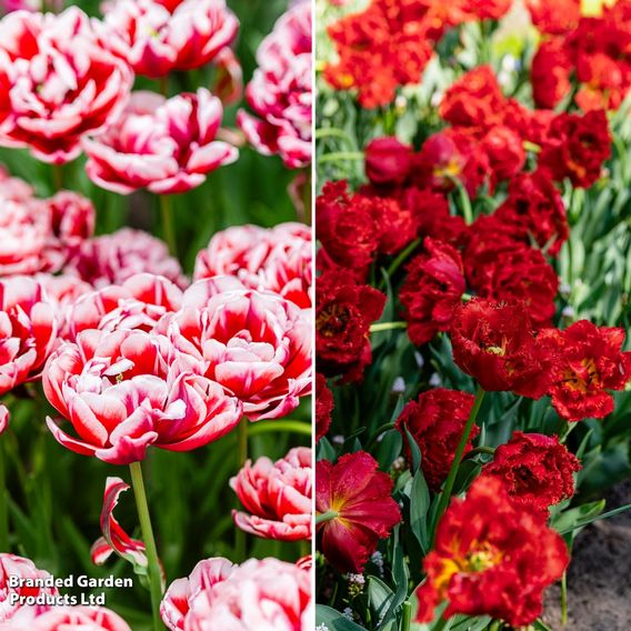 Tulip Romance Collection