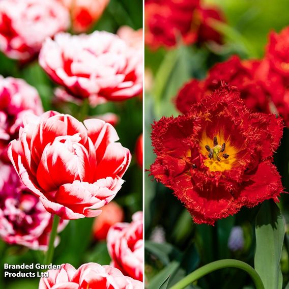 Tulip Romance Collection