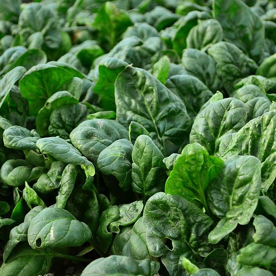 Spinach 'Gigante Dinverno' - Organic Seeds