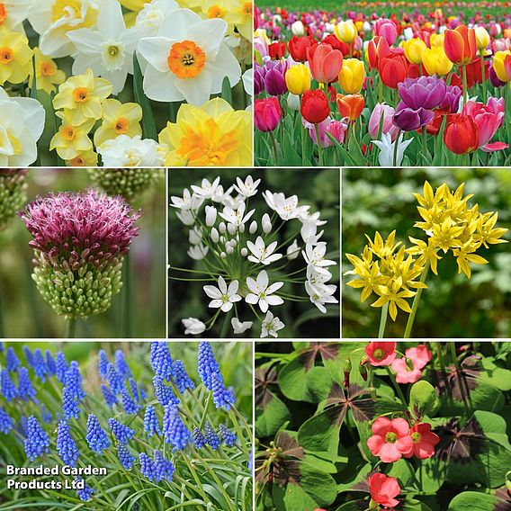 200 Spring Spectacular Colour Collection