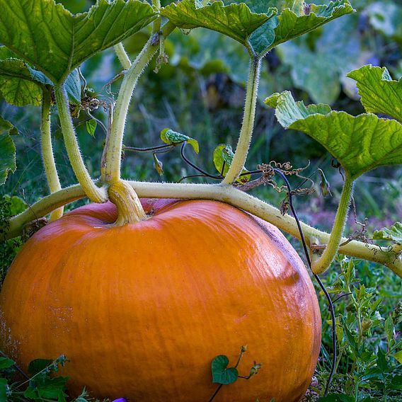 Squash & Pumpkin Yellow Hundredweight (Organic) Seeds