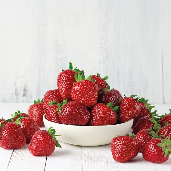 Strawberry 'Cambridge Favourite' (Mid Season)