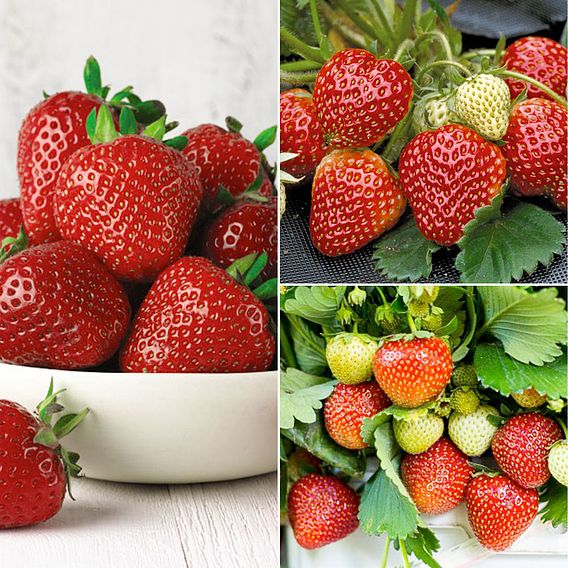 Strawberry Full Season Collection