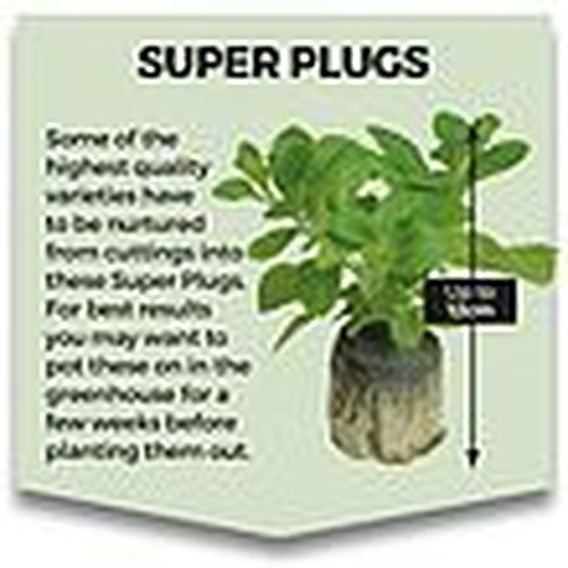 Courgette Sure Thing (Patio) F1