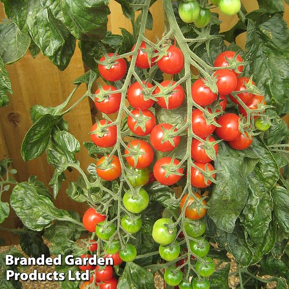 Tomato Sugargloss F1 Hybrid (Grafted)