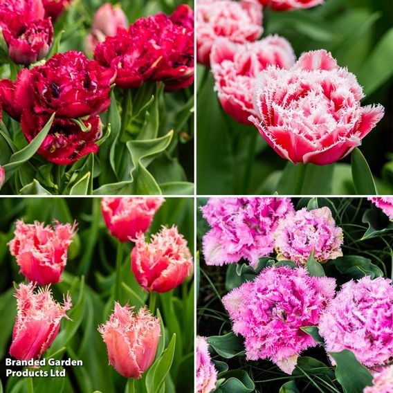 Tulip Frilly Fringed Collection